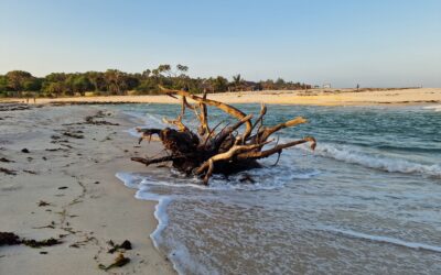 #2. De stem achter het verhaal